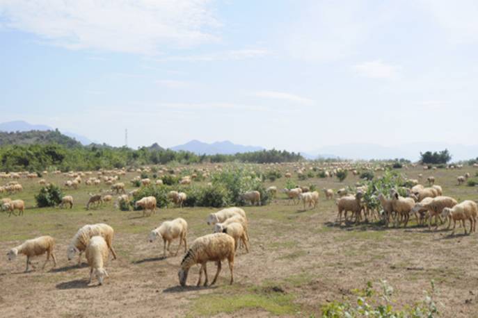 Ninh Thuận: Ẩm thực Cừu, Dê món ngon của người Chăm